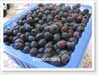 Blueberries